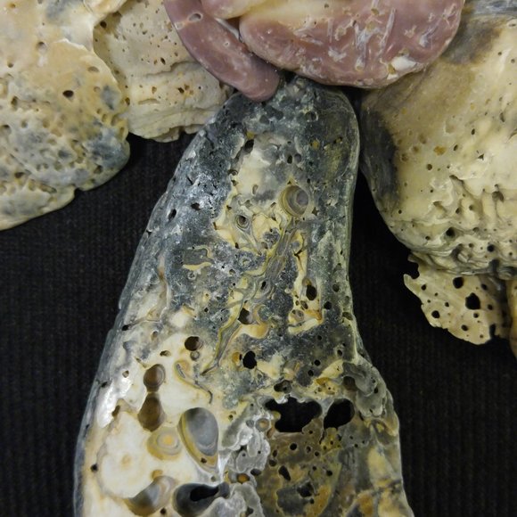 Shell Flower 9 x 12 inch shadow box - Picture 4 of 5